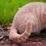 猫谜小姐姐,揭秘猫咪世界的神秘面纱