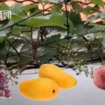 山西枇杷小姐姐,探寻山西枇杷的独特魅力
